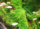 解析卵泡黄素化，现象、原因及其对生育的影响