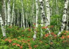 未破卵泡黄素化综合症，解析、诊断与治疗